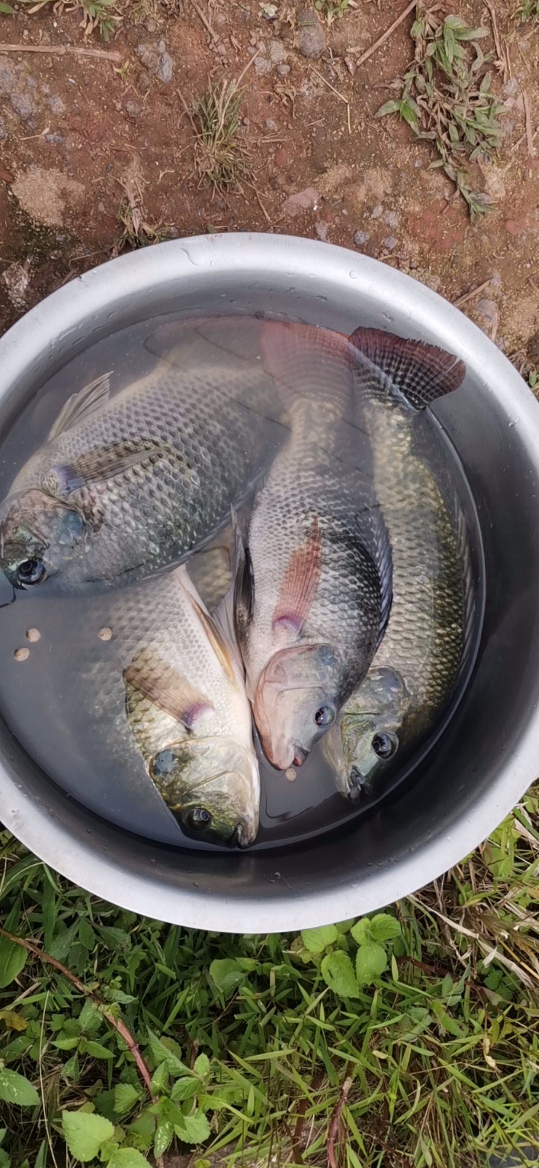 您好我家羅非魚長期食慾不振部分魚白天浮頭遊動緩慢得了什麼病