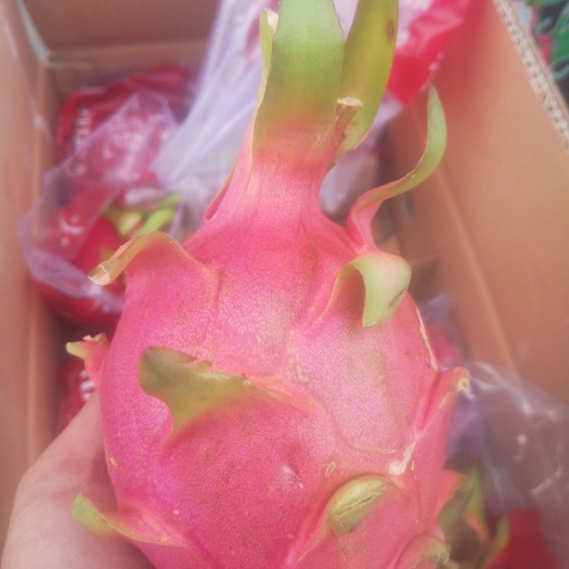  越南火龙果