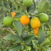 元谋县油皮金桔 云南省楚雄彝族自治州元谋县 