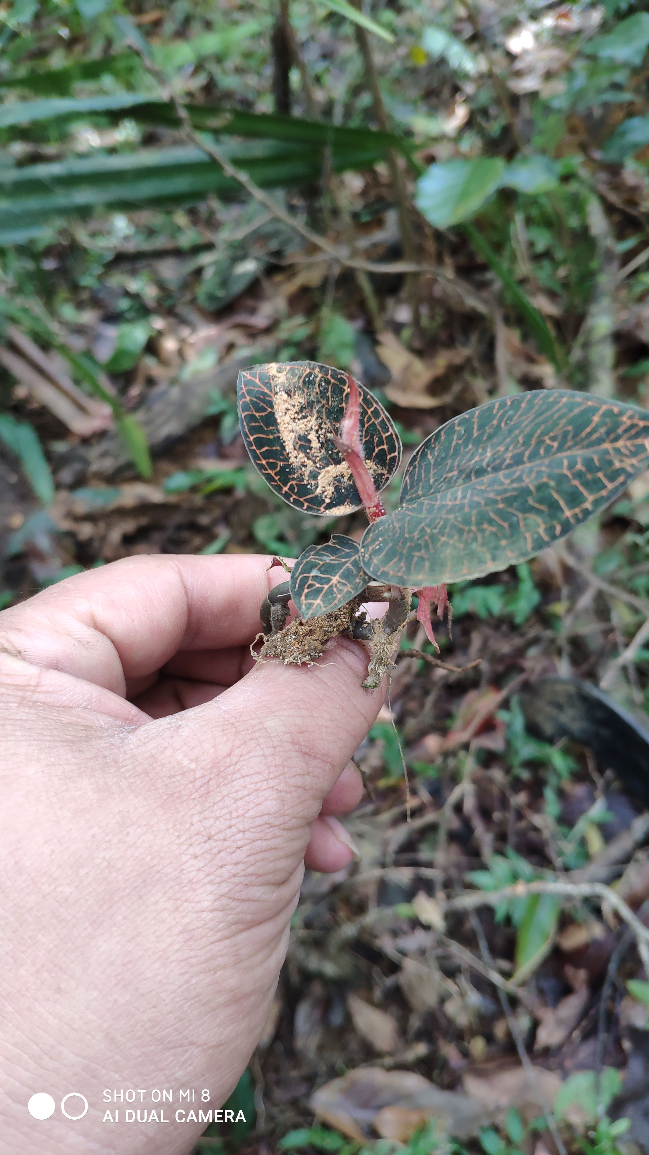 粤西金线莲鲜品