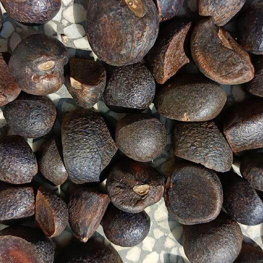 英山县山茶油 纯野生山茶籽