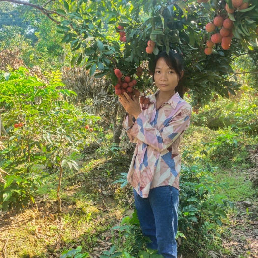 灵山县白糖罂荔枝苗  正宗白糖罂荔枝嫁接苗！大苗结果快！早熟品种