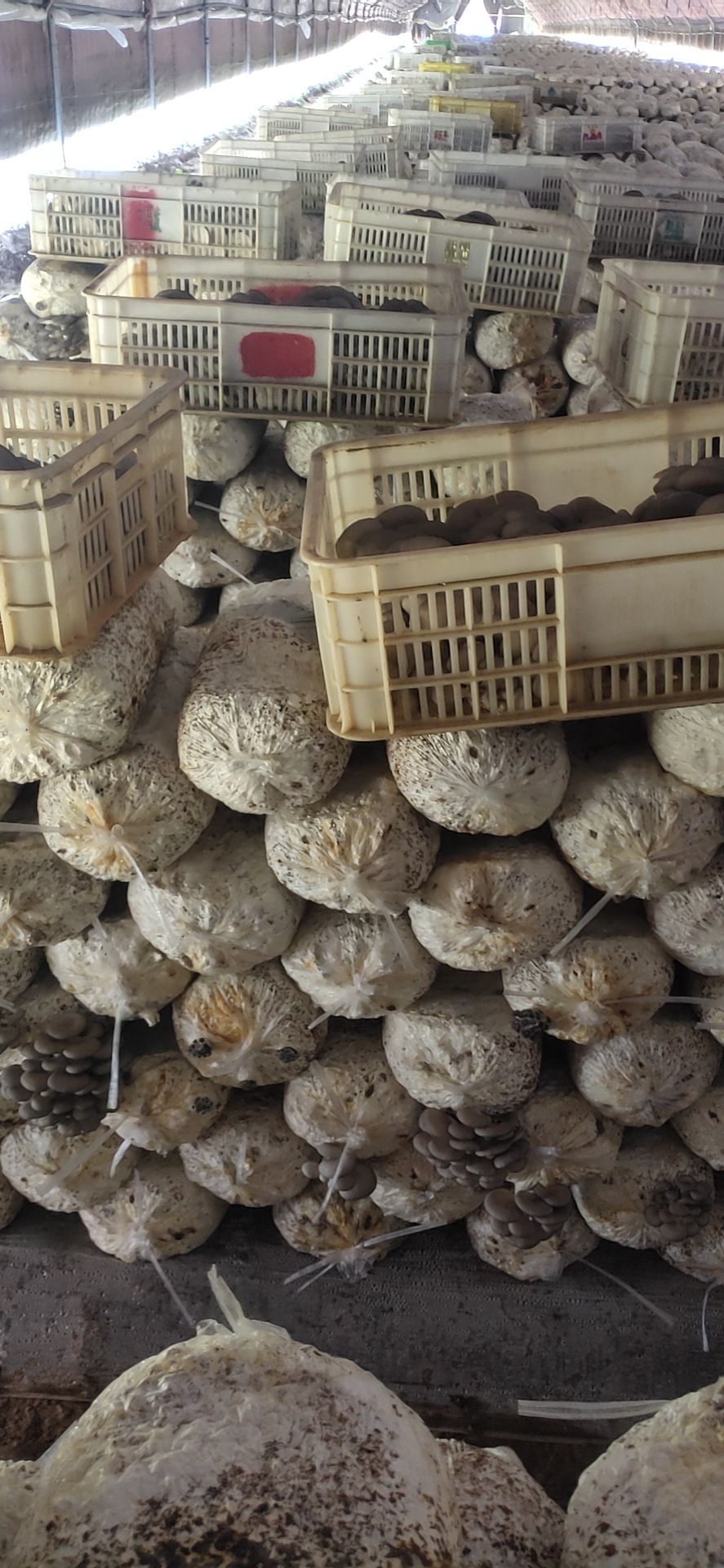 新上市的鲜平菇，现货