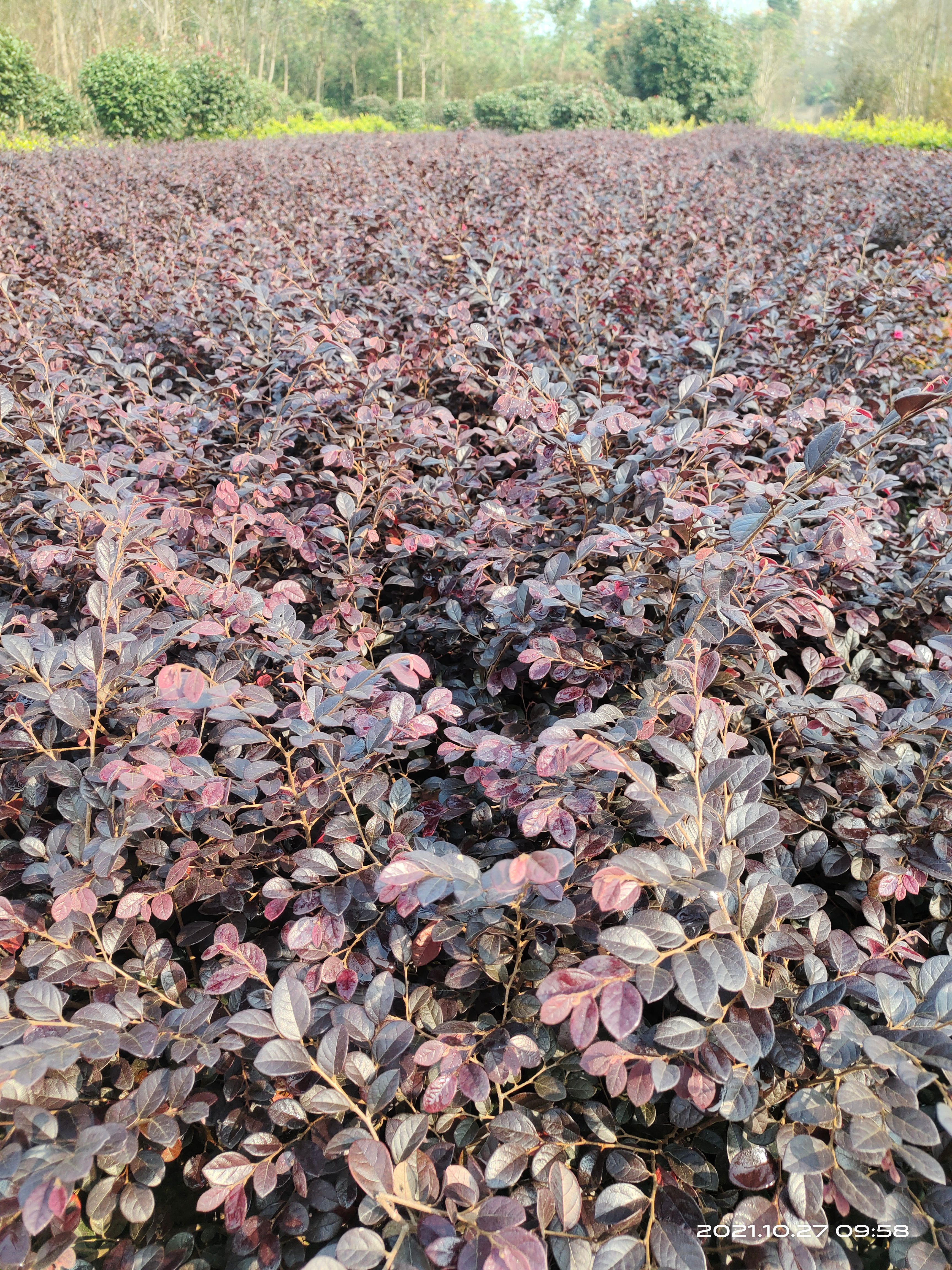 黑珍珠红继木  红花继木