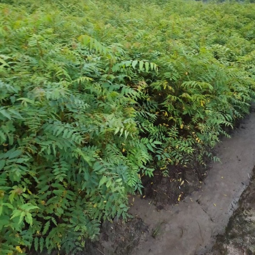 九江南酸枣树苗  南酸枣小苗 南酸枣小苗批发 酸枣小苗价格