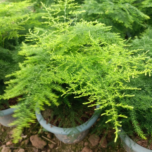 东山县 文竹