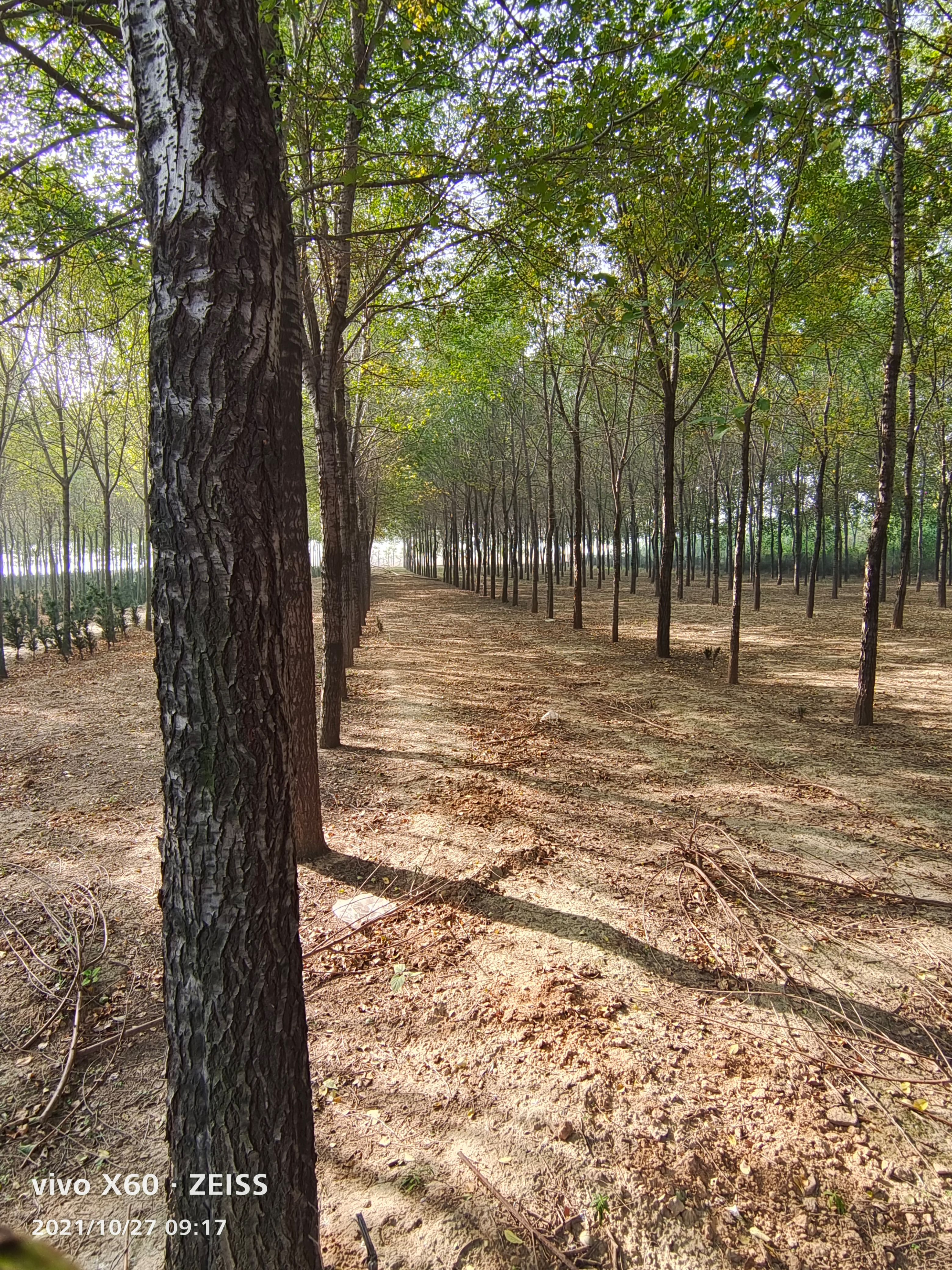 长枝榆 因需要倒地方，低价出售余树，本人有余树500颗左右询价低价出