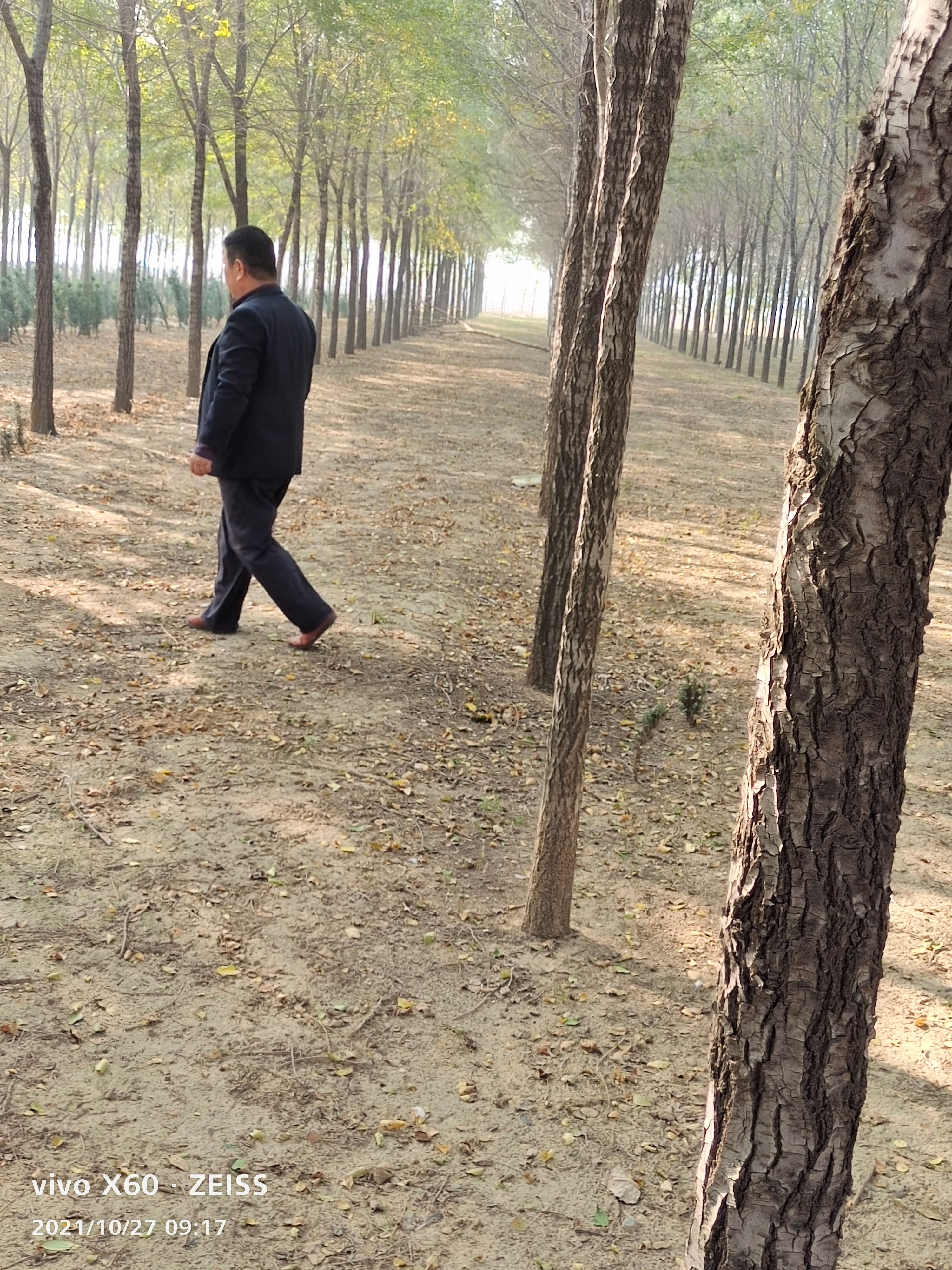 长枝榆 因需要倒地方，低价出售余树，本人有余树500颗左右询价低价出