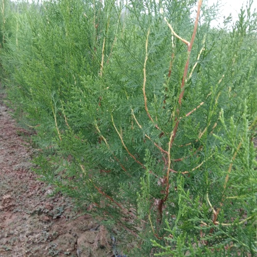 周至县侧柏苗崖柏苗圆柏苗 3年大苗营养杯苗容器苗。