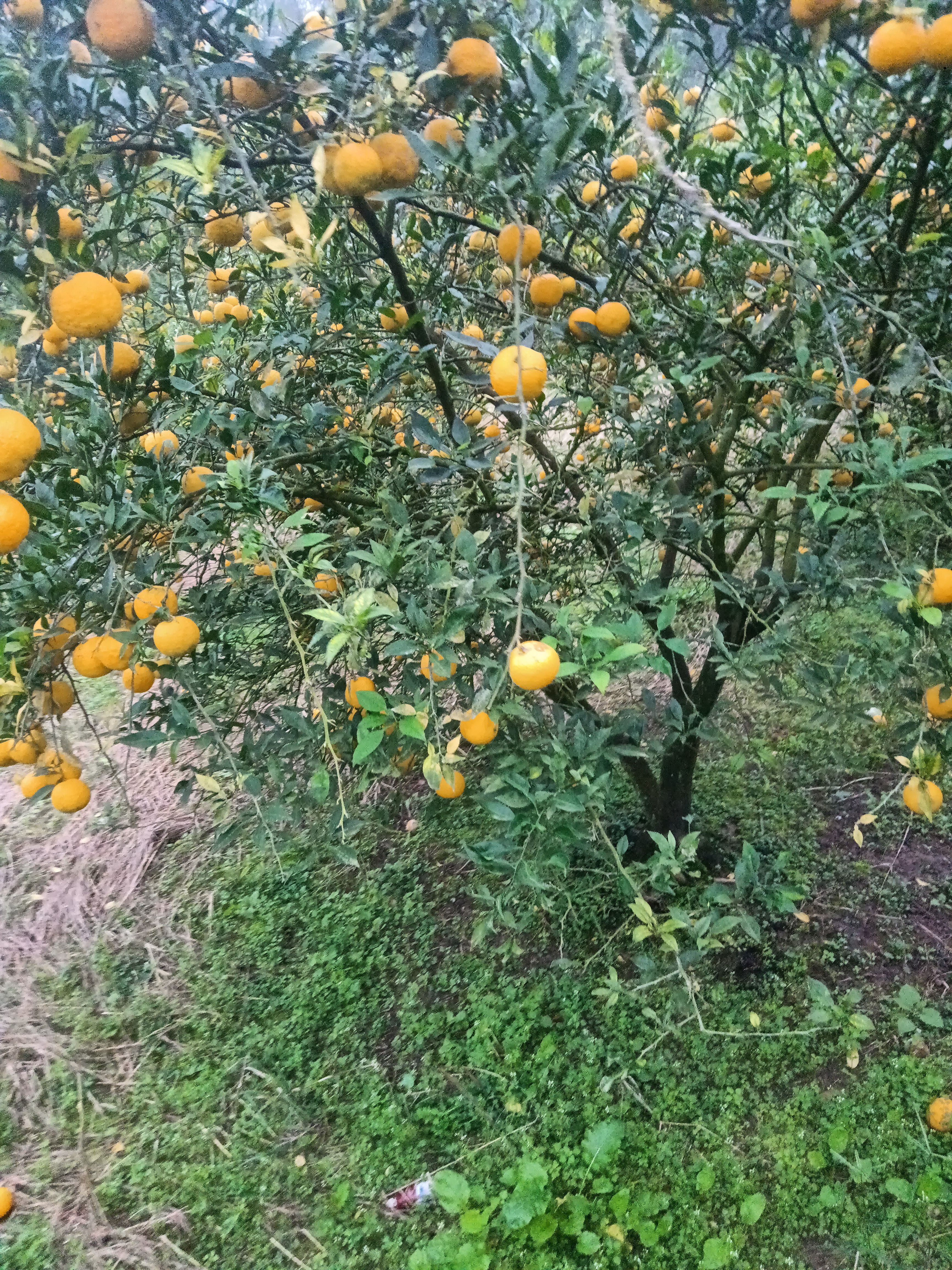 小叶香橙种子。