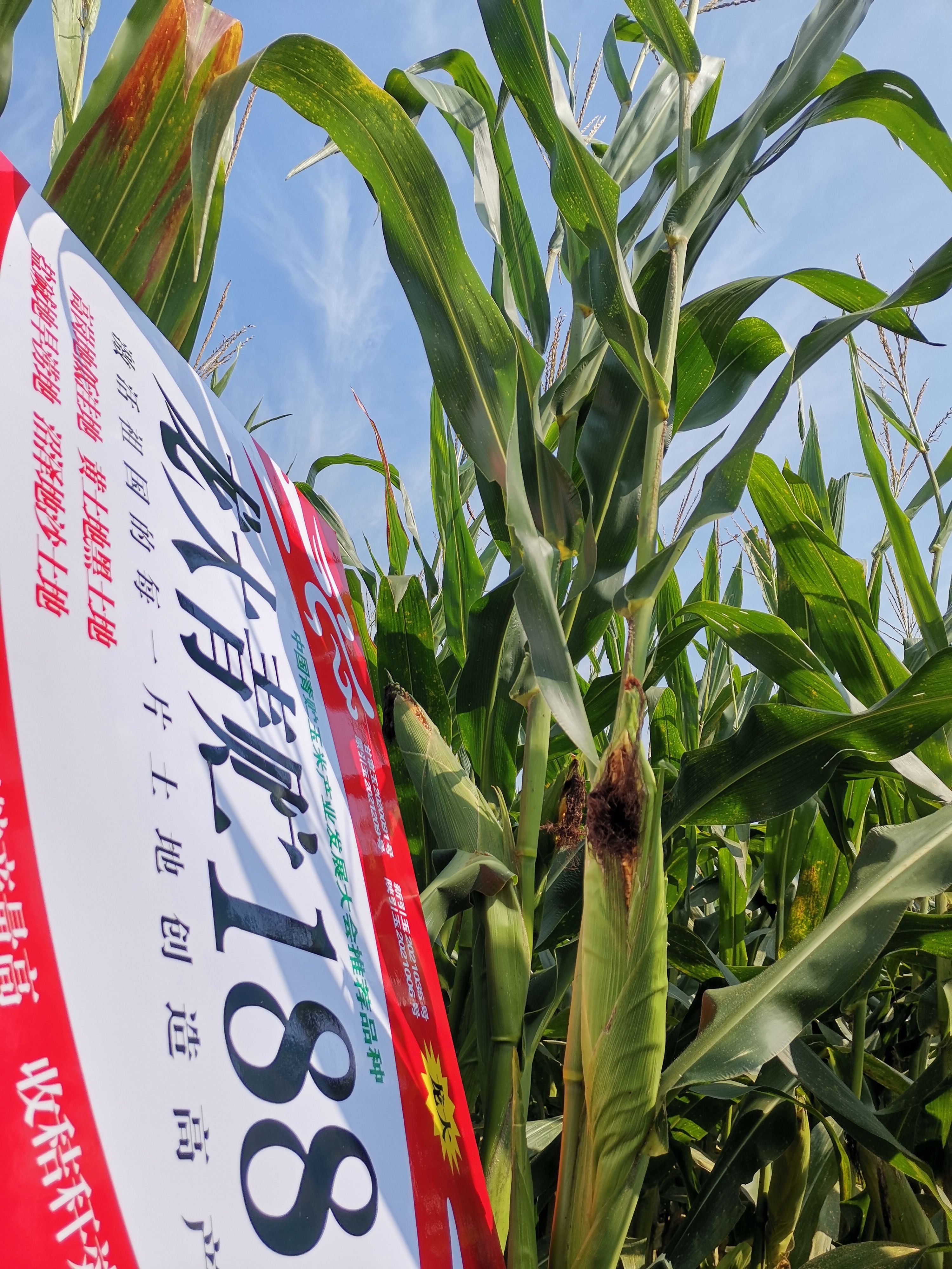 龙大青贮188穗大棵大易消化植株健壮生物产量高