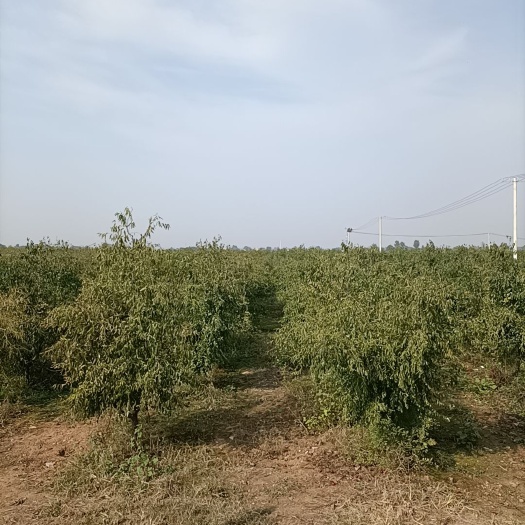 郏县 八年站地冬枣树苗出售