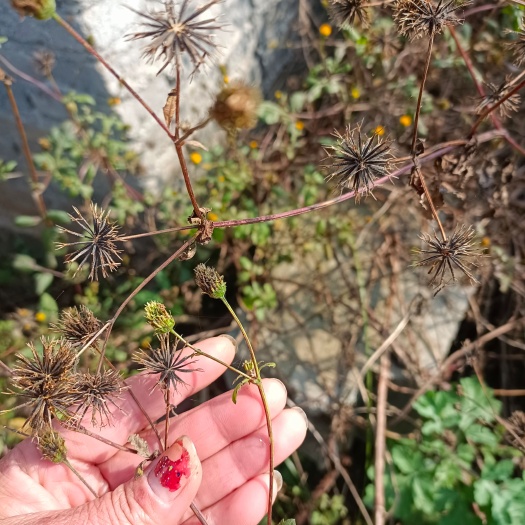 南召县鬼针草一一一个片零售批发一手货源