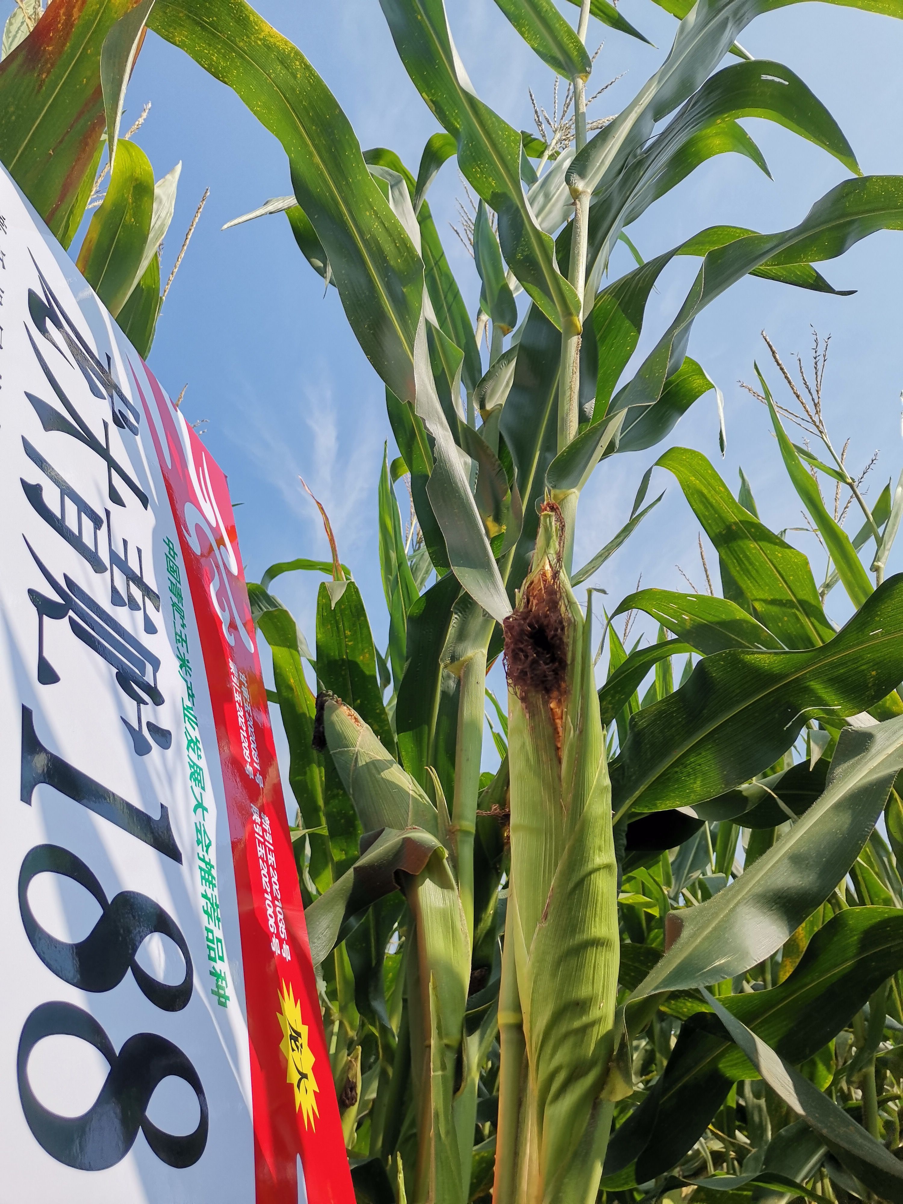 龙大青贮188穗大棵大易消化植株健壮生物产量高