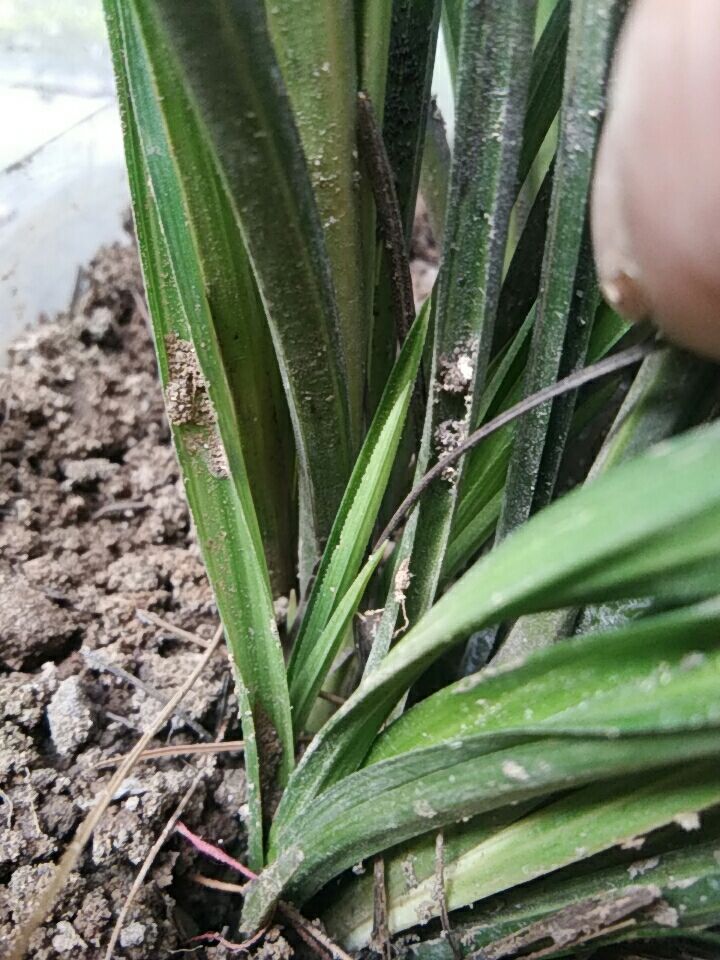 蕙兰**草尾艺