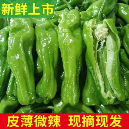 薄皮椒  精品薄皮辣椒芜湖椒301椒大量上市大棚现摘产地直销