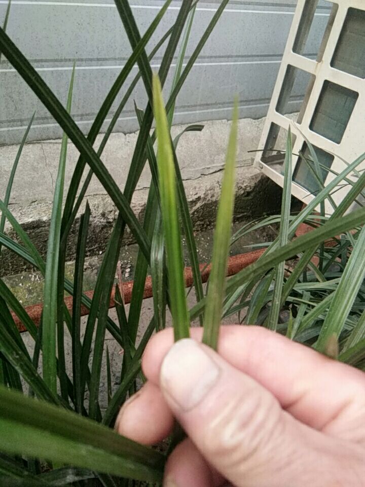 蕙兰**草尾艺