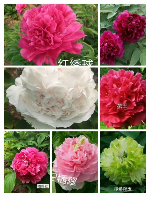 花王  观赏牡丹