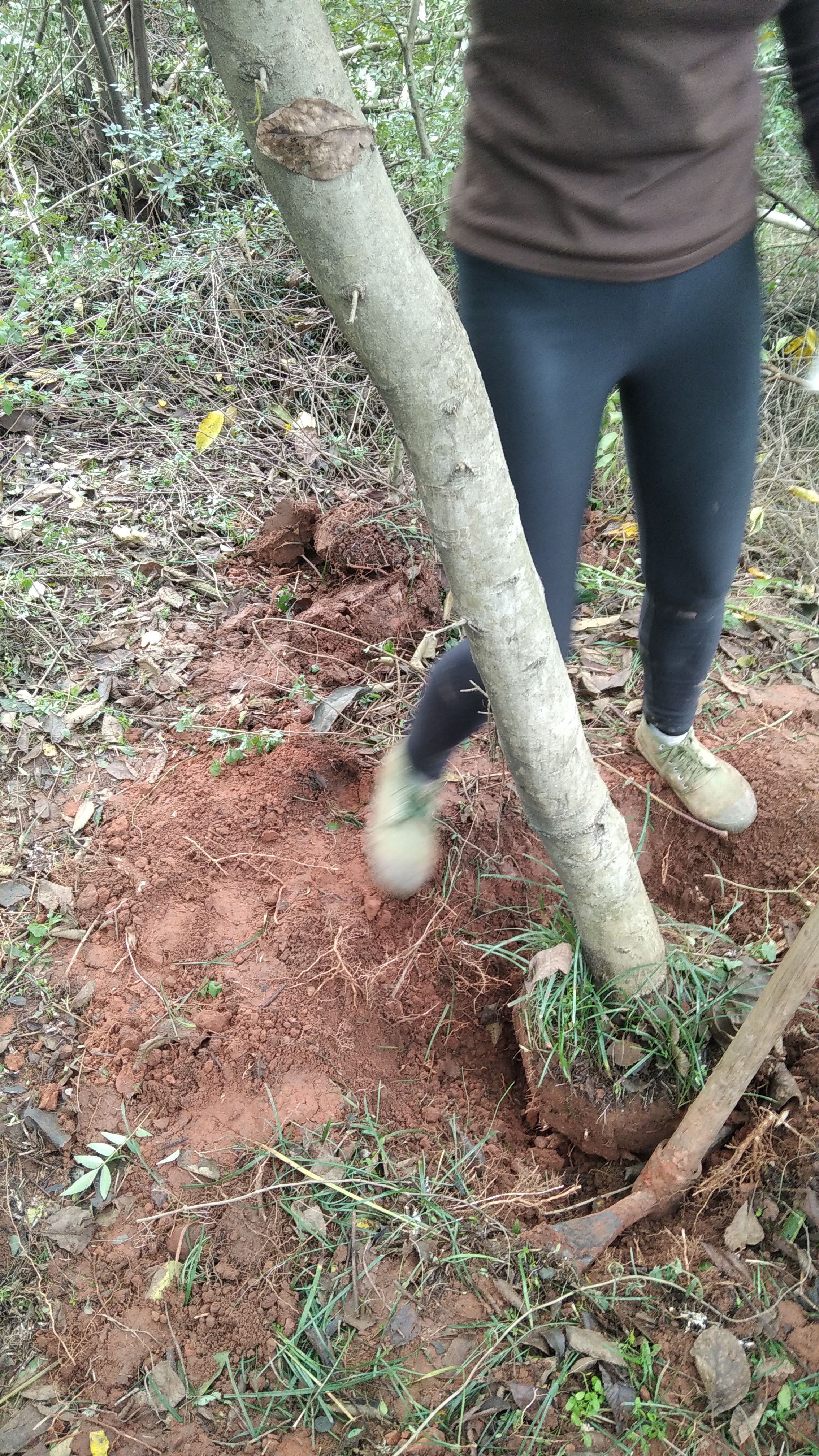 对节白蜡 1.5~2米 10~12公分 10~12公分 1米