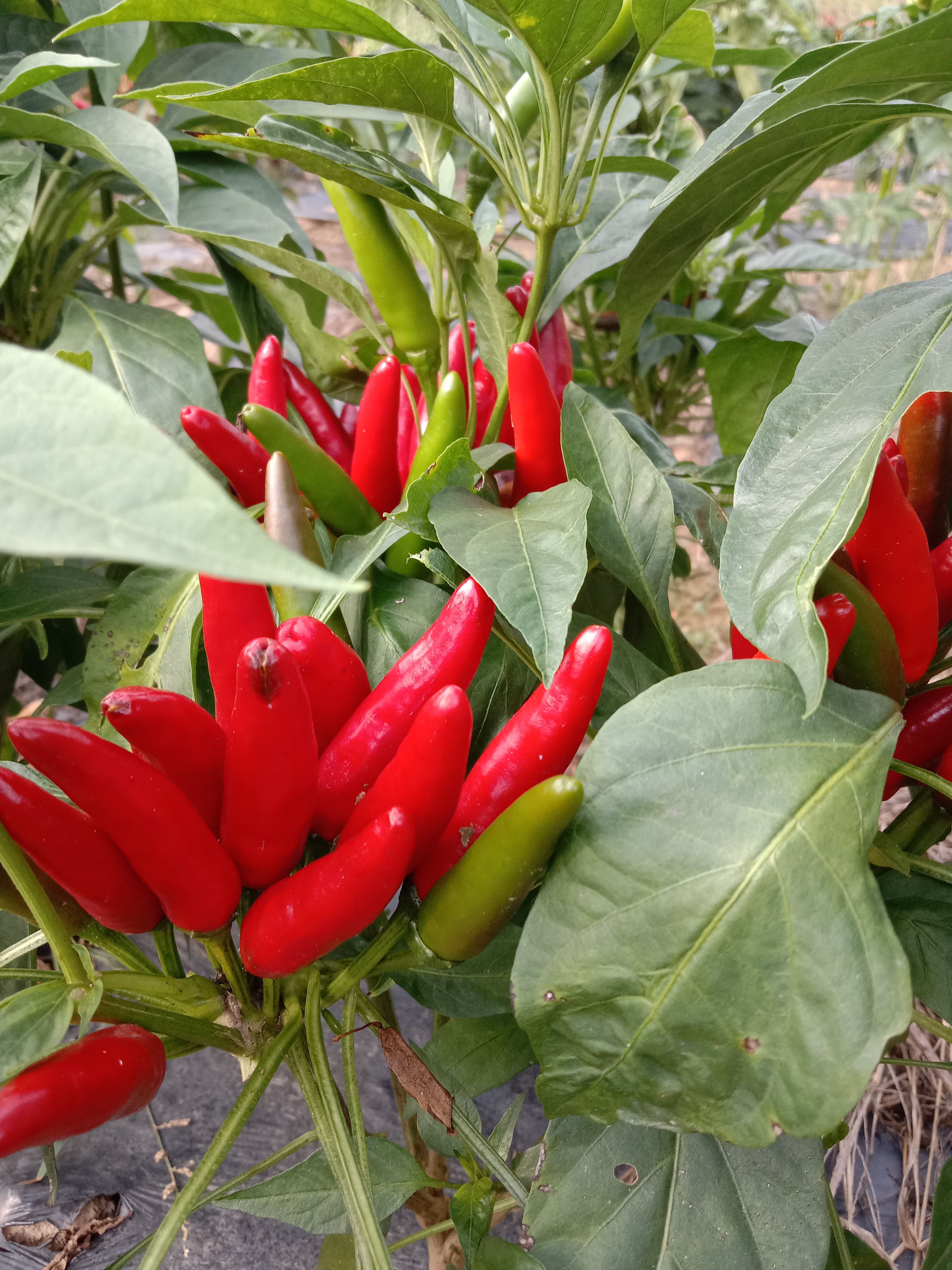 朝天椒 广西壮族自治区桂林市灵川县