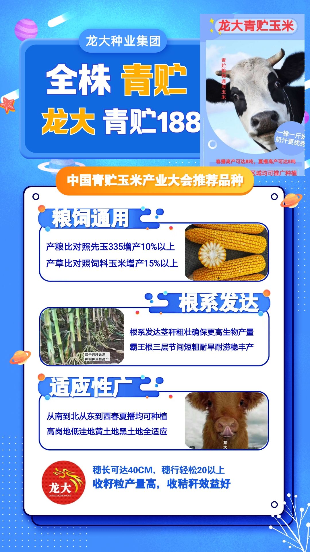 龙大青贮188穗大棵大易消化植株健壮生物产量高