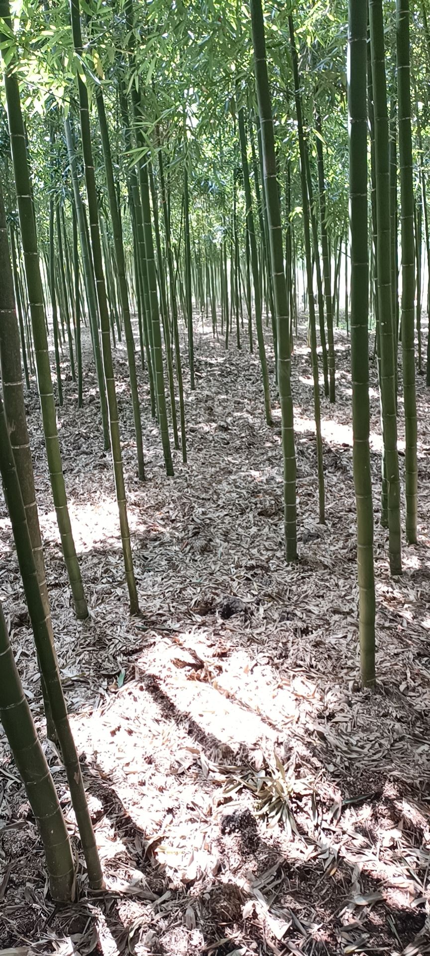5到6公分精品刚竹苗绿化工程市政用苗高度9米