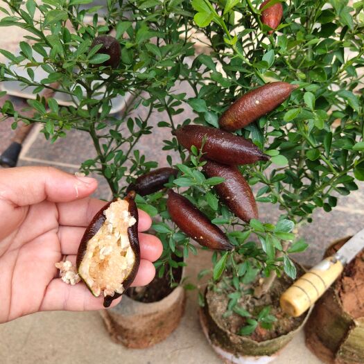 灵山县指橙苗 红香槟手指柠檬苗  鲁比 粉红佳丽 血柠果苗