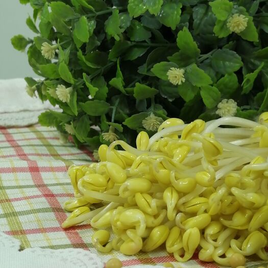 北京清水黄豆芽