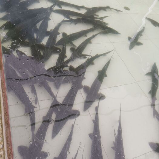 利川市 鲟鱼