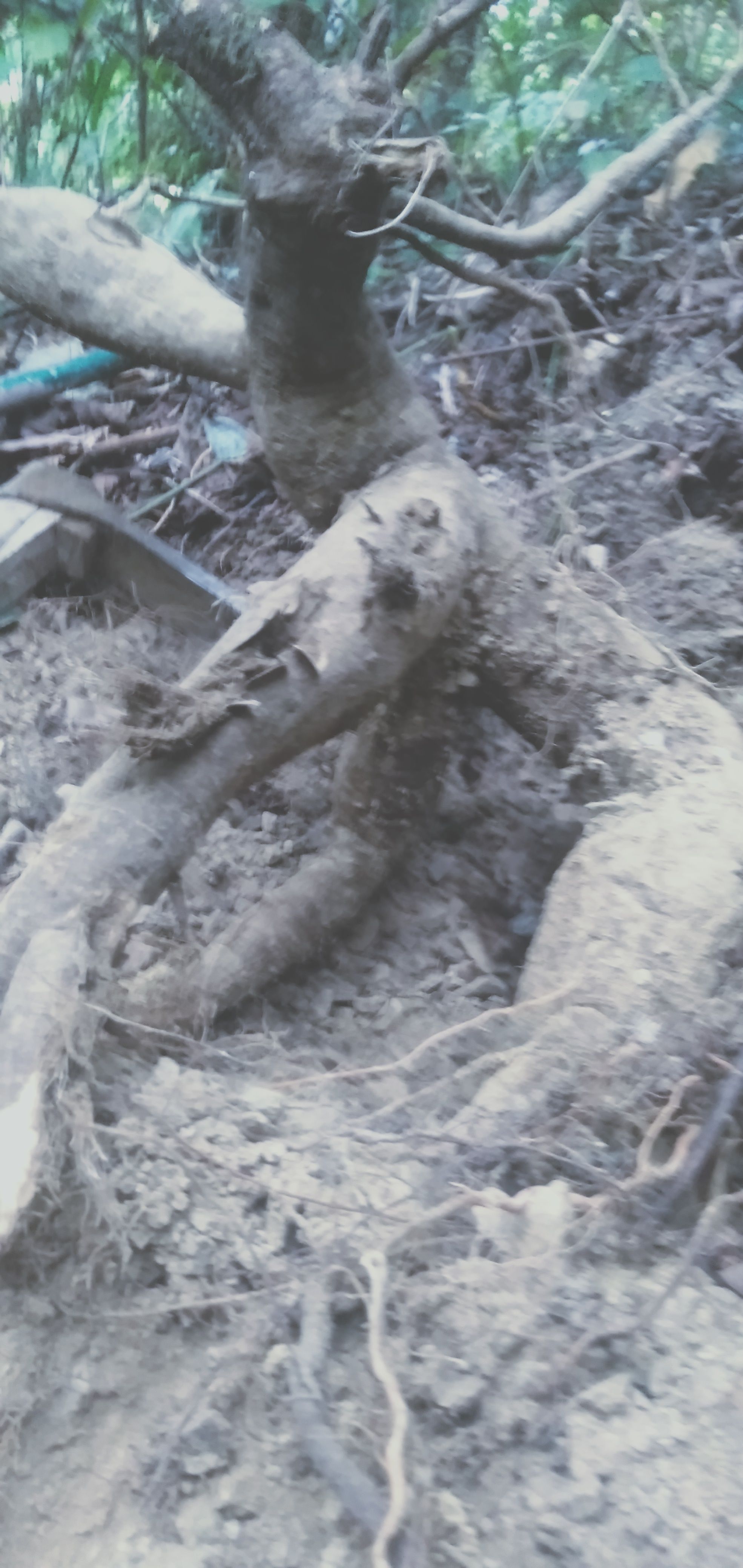 野生葛根  本葛根来自农村山里，到处都有没人挖，欢迎有关人氏