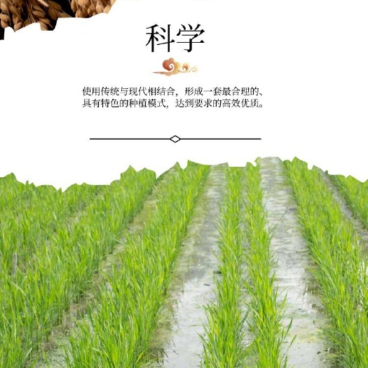 長(zhǎng)粒香  大米新大米，現(xiàn)磨現(xiàn)賣(mài)