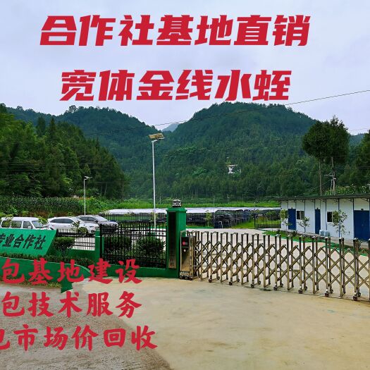 仪陇县蚂蟥  宽体金线蛭  出售开口苗，半月苗，月苗等，提供3包服