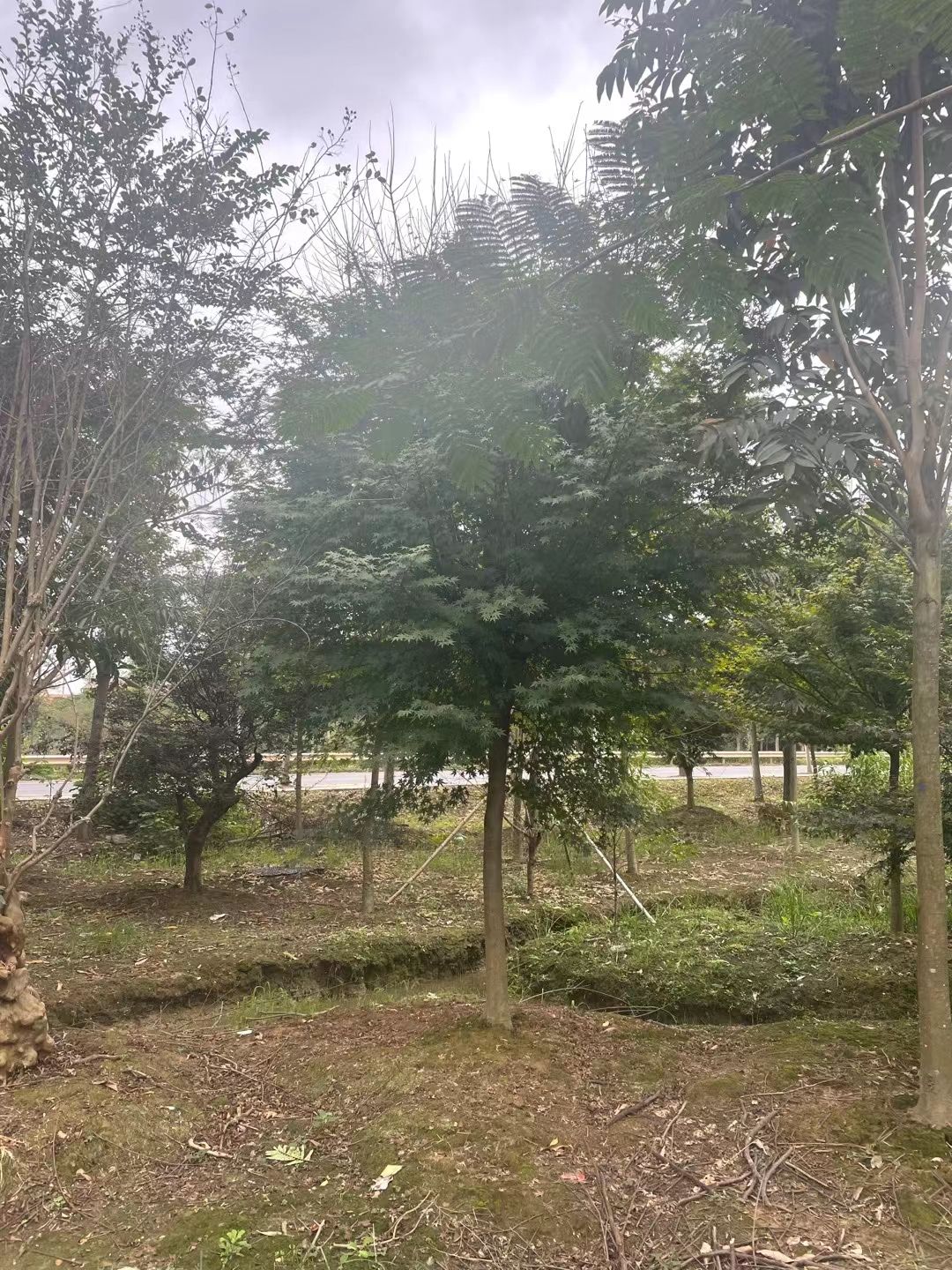 槭树苗  鸡爪槭