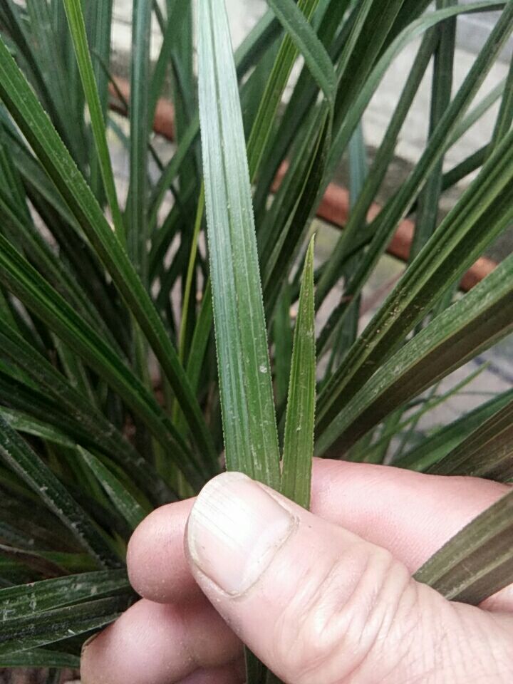 蕙兰**草尾艺