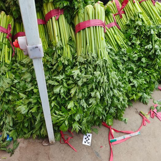 邯郸西芹  本地新鲜芹菜