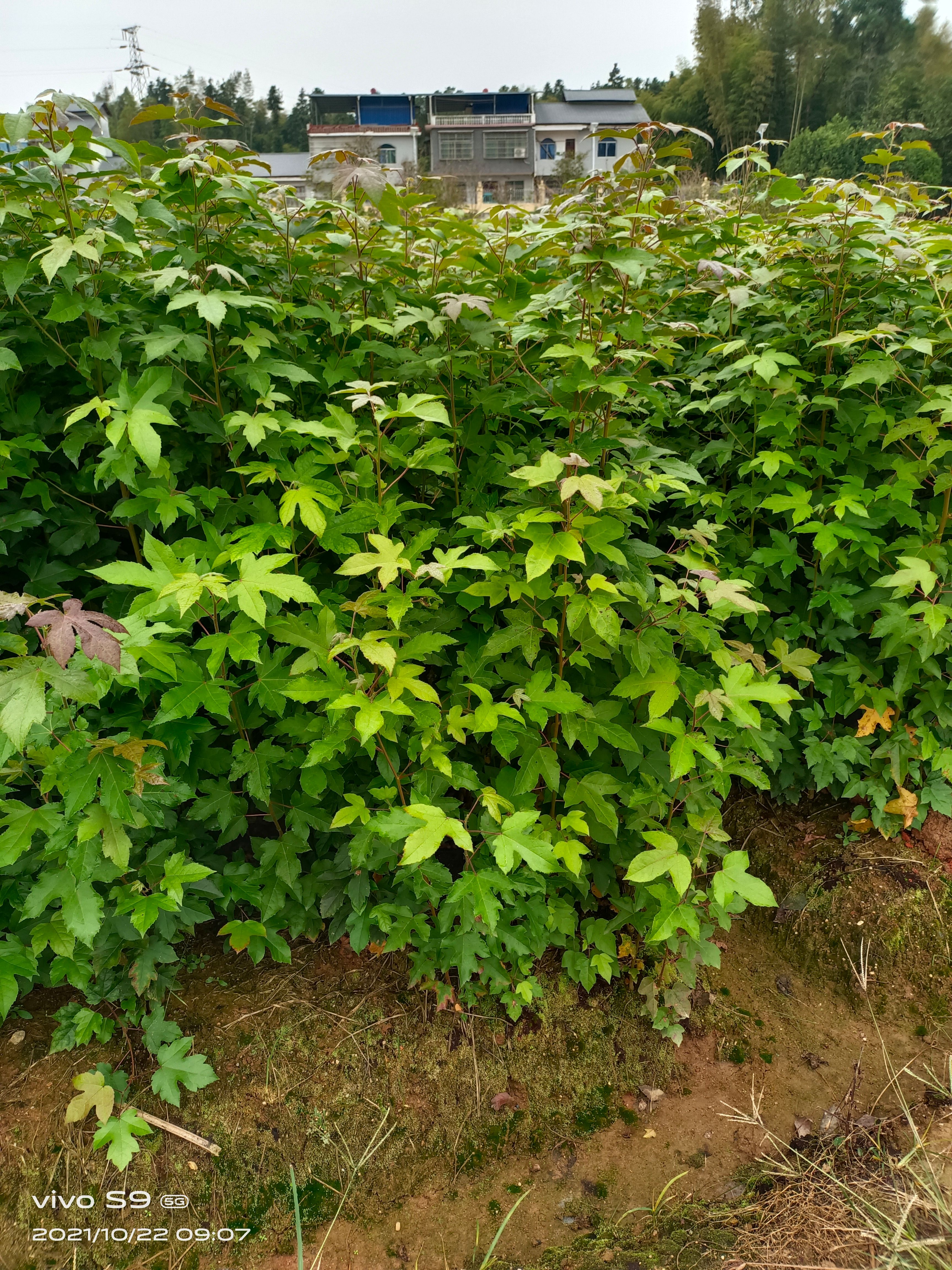 枫香树 枫香
