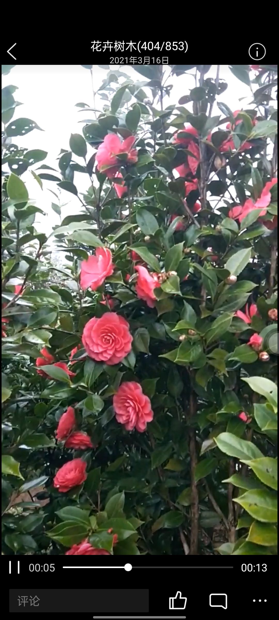 茶花树，茶花  高1.8~2.6米 冠80~100，满树花苞