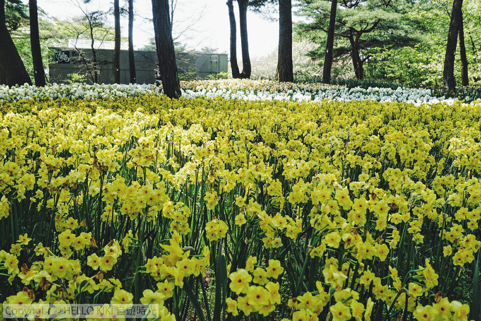 水仙种球 耐寒花卉 多年生草本 庭院阳台 景观花海