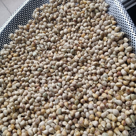 资中县小叶香橙种子。