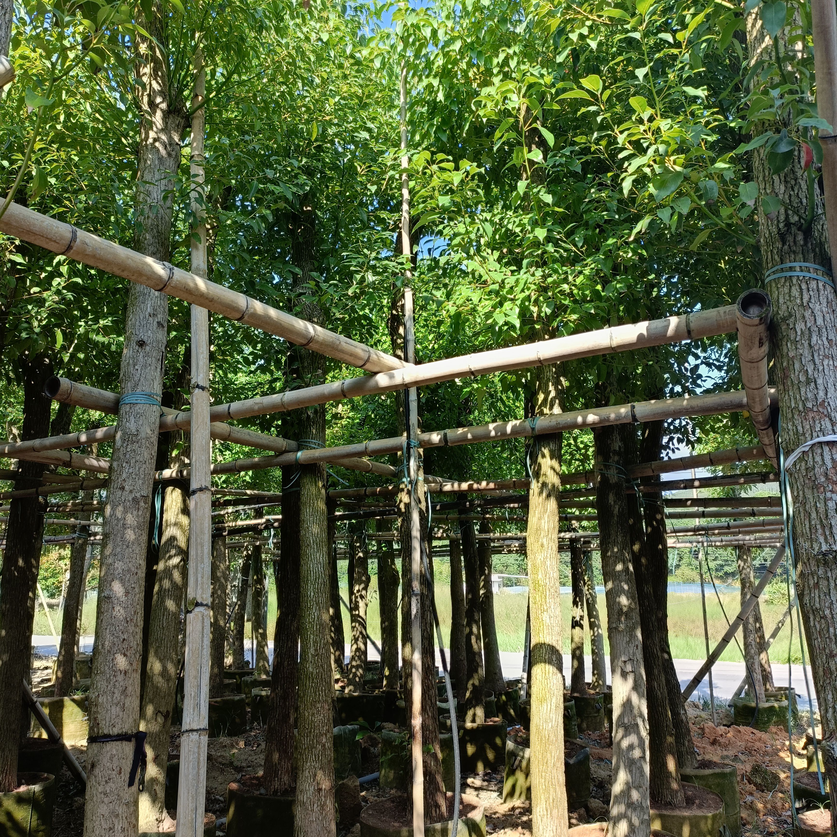  香樟12公分袋苗