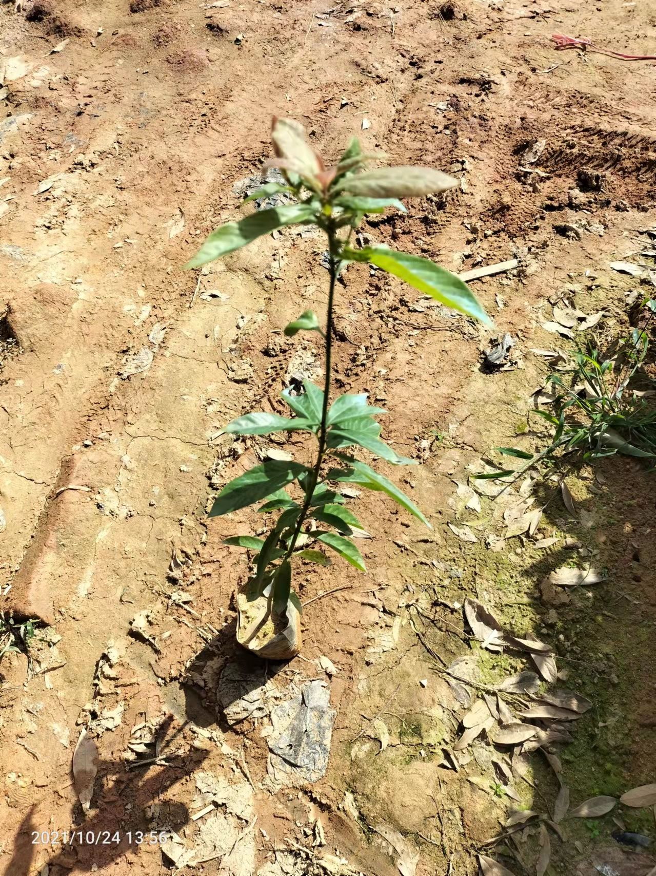 广东广州金丝楠木苗圃直供