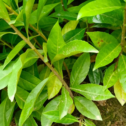 奉新县 木荷