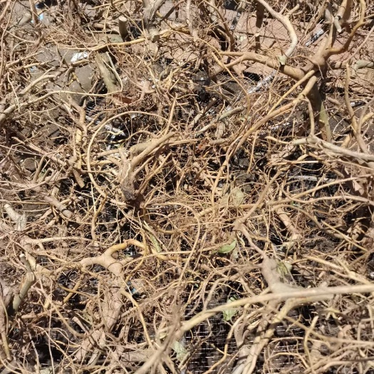 广州牛奶树根  白花牛奶根干货