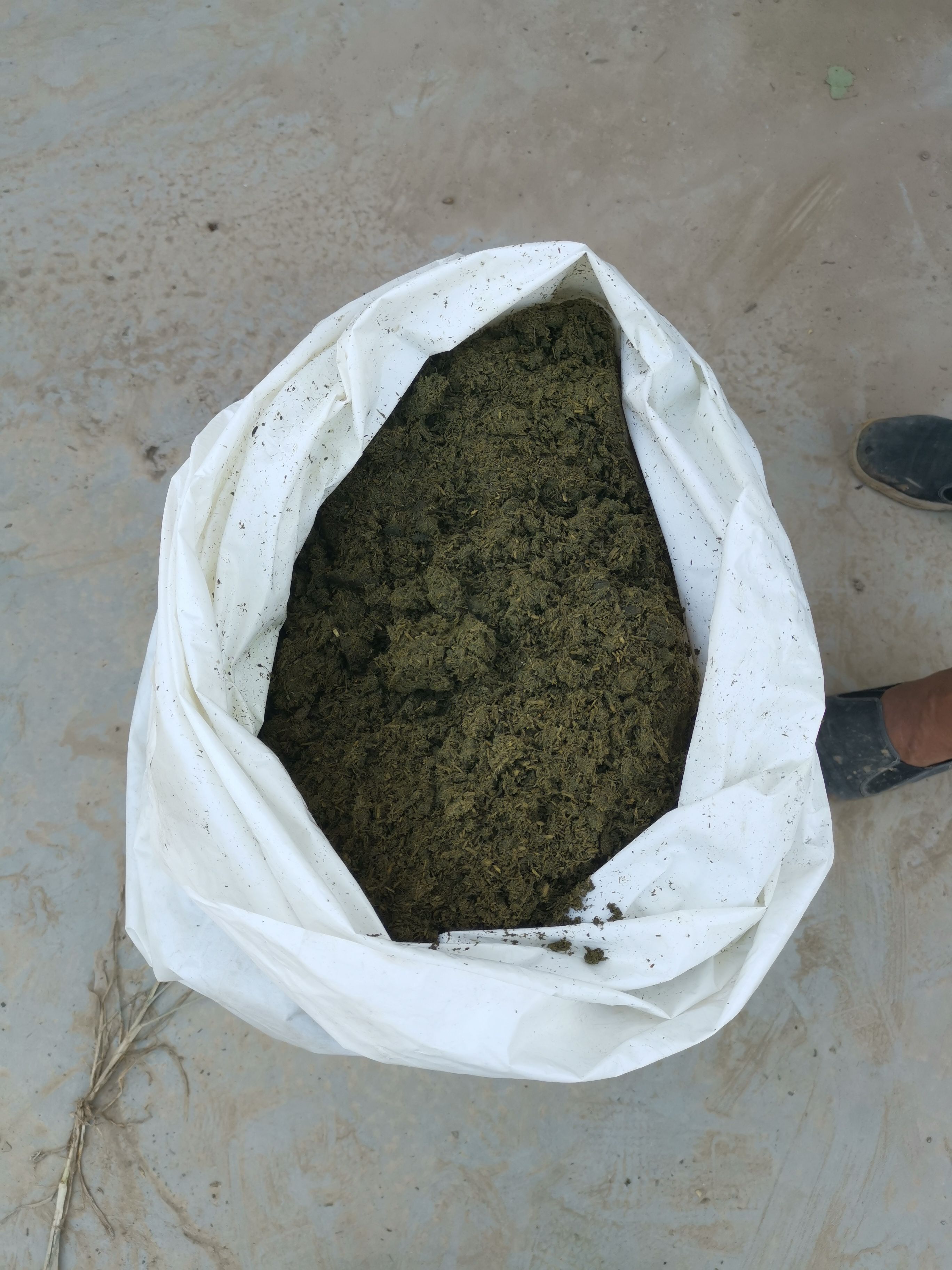 青贮蛋白桑  构构树蛋白青储饲料