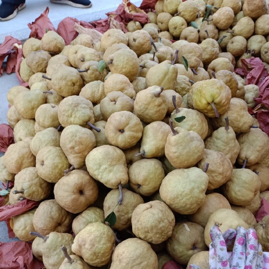 威海 丑梨