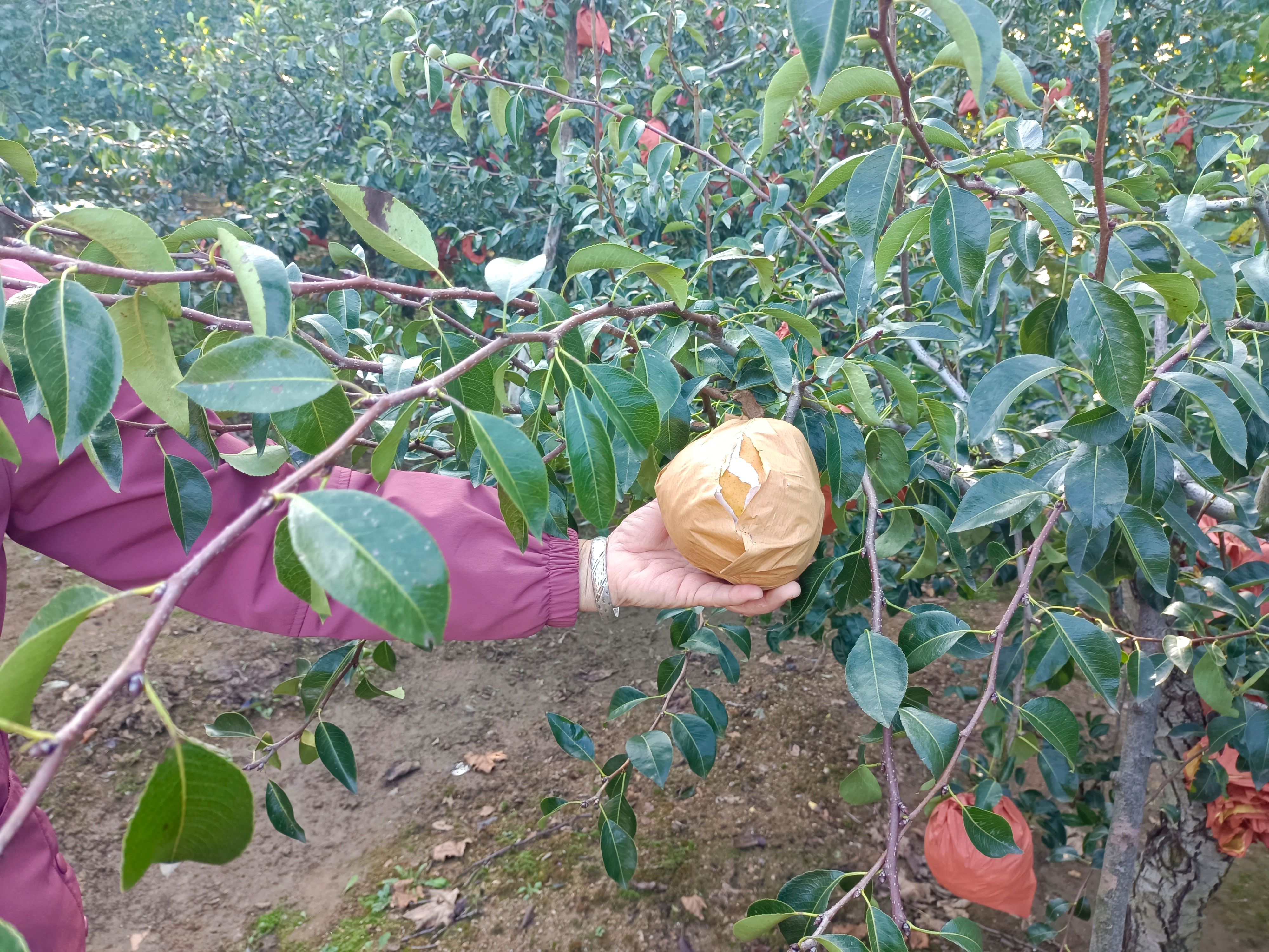 丑梨 圣经山脚下，山泉水浇灌，不甜不要钱