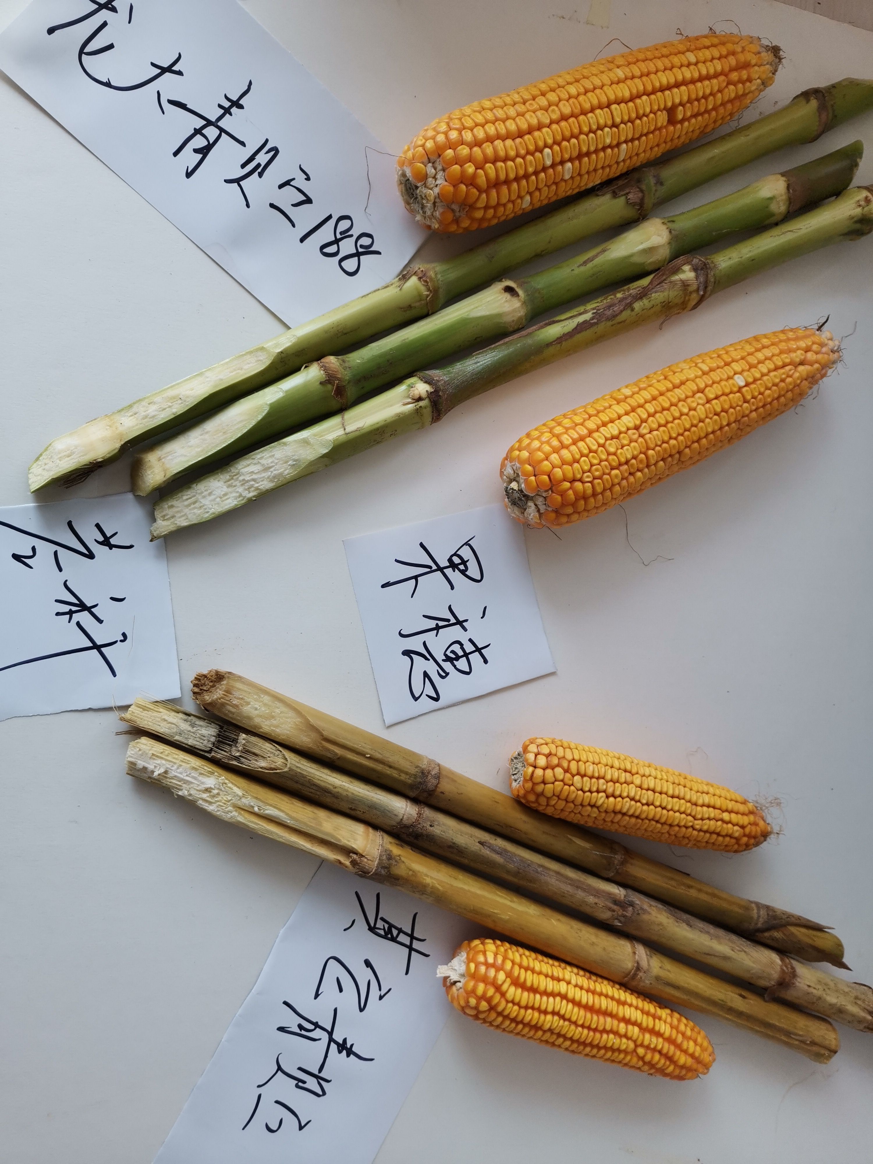 龙大青贮188穗大棵大易消化植株健壮生物产量高