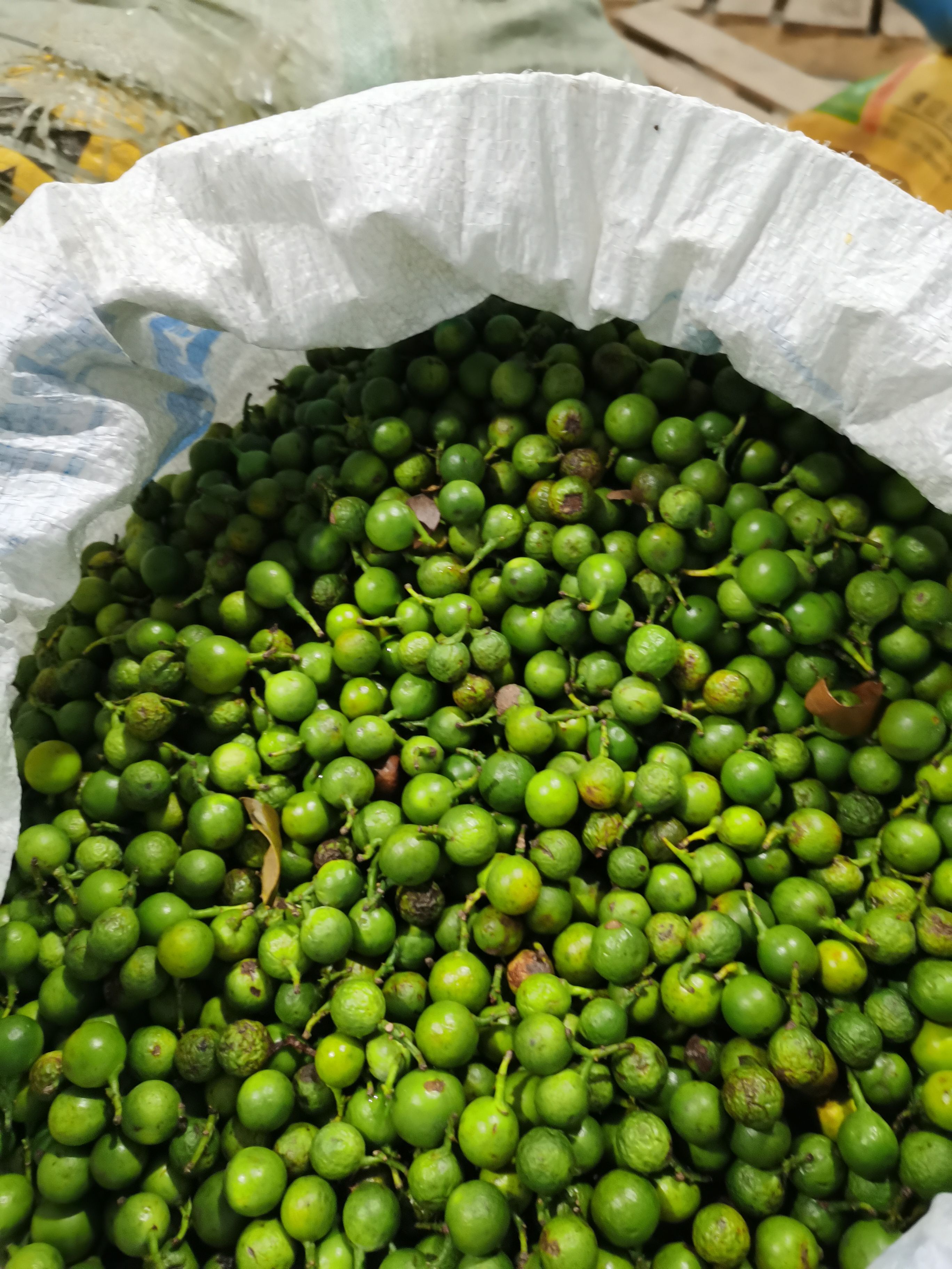 竹柏种子 广西桂林荔浦直发 高质量苗木种源 森林绿化优选