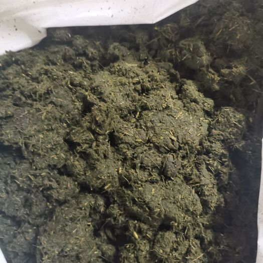 临西县青贮蛋白桑  构构树蛋白青储饲料