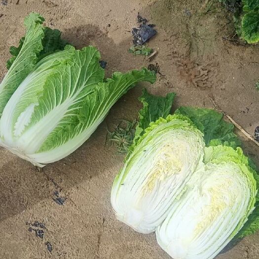 北京紫白菜 甘肃省白银市靖远县 